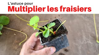 Multiplier les fraisiers  Astuce [upl. by Crandall163]