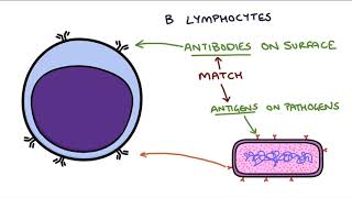 Understanding the Cells of the Immune System [upl. by Leahkim684]