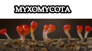 Myxomycota ll Kingdom Mycota ll GC Ainsworths Classification of Fungi ll DrHadi Bux [upl. by Biddle]