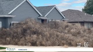 Tumbleweeds overwhelm Great Falls neighborhood [upl. by Aihsad]