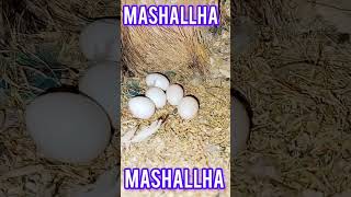 blue 💙 fisheri siplit ino ❤️🦜🦜🦜🥚🥚🥚🐣🐣🐣💯✨⭐ birds explore parrort viral trending shortvideo [upl. by Norina184]