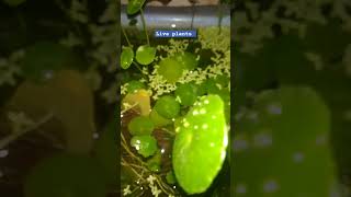 Aquarium live plants Hydrocotyle vulgaris plant [upl. by Simonsen13]