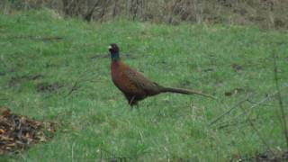 Common Pheasant Phasianus colchicus  Fasan [upl. by Akenahs368]