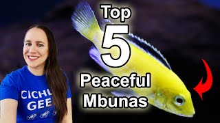 Top 5 Peaceful Mbunas  African Cichlids for Beginners [upl. by O'Hara]