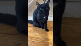 Talkative cat wants food kitten meow funnycats catvideos [upl. by Evangelia]