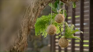 How to Make a Kokedama Tutorial  Mitre 10 Easy As Garden [upl. by Keelin]