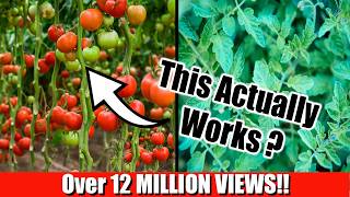 Grow Lots of Tomatoes Not Leaves  Complete Growing Guide [upl. by Llien]