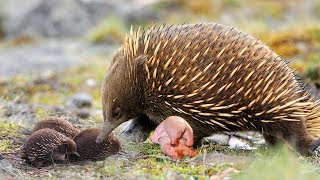 Echidna The Mammal Giving Birth To Cute Baby [upl. by Saiff300]