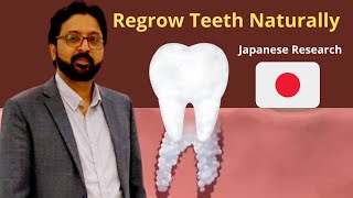 Regrowing Teeth Naturally Breakthrough with a Single Japanese Medicine [upl. by Unity]