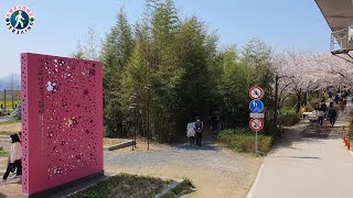 4K UHD Cherry Blossom 🌸 and Canola Flowers in Daejeo Ecological ParkBusan 대저생태공원 [upl. by Nalniuq]