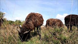 Mitten unter Heidschnucken in der Lüneburger Heide Die schönen Schafe ganz aus der Nähe [upl. by Engedus533]