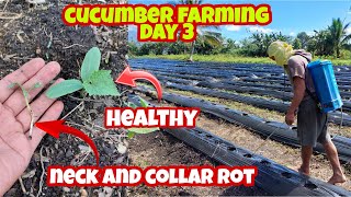 How to Prevent and Treat Neck and Collar Rot in Cucumber Farming Must Watch [upl. by Saltsman126]