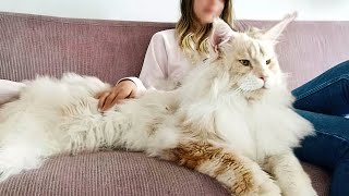 The BIGGEST CAT BREEDS In The World [upl. by Nylac]