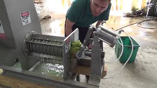 Pressing Seedless Grapes with a Vincent CP4 SCREW PRESS [upl. by Sivek111]