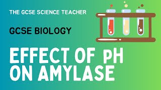 GCSE Biology Lesson 5 Effect of pH on Amylase Activity Required Practical [upl. by Chapa979]