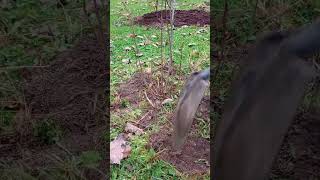 The easy way to mulch around trees and shrubs gardenmaintenance [upl. by Ennywg106]