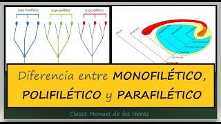 Grupo Monofilético Parafilético y Polifilético Evolución Taxonomía y Sistemática [upl. by Arlena195]