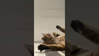 My cat meadow cat cute fyp preppy playfight [upl. by Hesther]