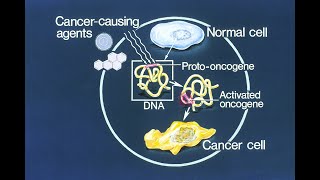 Proto oncogene Oncogenes and tumor suppressor genes Molecular Basis of Cancer Part 5 [upl. by Kalasky505]