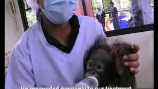 SHOCKING What Palm Oil Does to Orang Utan [upl. by Nelleus]