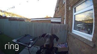 Clever Dog Uses Doorbell Asks To Be Let In  RingTV [upl. by Ailero683]