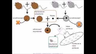 SVT  cours Localisation de linformation génétique [upl. by Knipe]