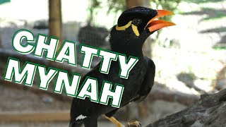 Mynah bird singing and talking talking calls itself Sings a bit of a folk song myna [upl. by Narik706]