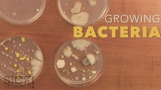 Growing Bacteria  Sick Science 210 [upl. by Brittney]