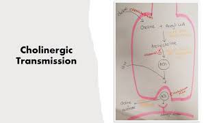 Cholinergic and Adrenergic Receptors and ACh  NE Transmission [upl. by Uy58]