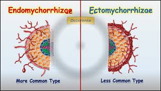 Endomychorrhizae Vs Ectomychorrhizae [upl. by Gallard]