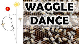 Show me the honey  The waggle dance of the honey bee explained [upl. by Remo238]