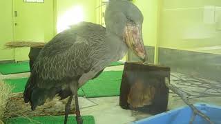 ハシビロコウ はるる 魚を食べる！［高知県立のいち動物公園］ Shoebill [upl. by Ahsinrad]