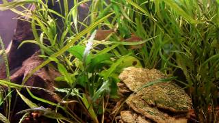 Ornate Tetra Rosey Barb Trigonostigma hengeli Lambchop Rasbora [upl. by Yart]