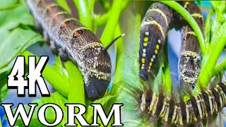 Video of leafeating worms INSECT IN THE WORLD [upl. by Rollie]