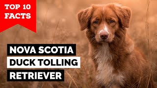 Nova Scotia Duck Tolling Retriever  Top 10 Facts [upl. by Jewett]