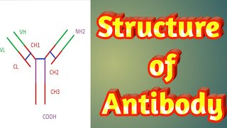 Structure of antibodystructure of immunoglobulinantibody definition and structure [upl. by Ilarin929]