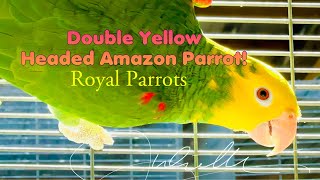 The Double Yellow Headed Amazon Parrot [upl. by Johnna]