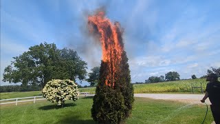 Controversial Way To Get Rid Of Bag WormsGypsy Moths With Fire [upl. by Tadeo613]