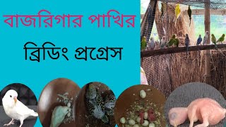 বাজরিগার পাখির কলোনি ব্রিডিং প্রগ্রেস ভিডিও। Budgerigar birds coloni breeding progressbirdsvideo [upl. by Acimaj]