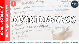 Development of tooth  Introduction  Stages of tooth development  Dr Paridhi Agrawal [upl. by Wade]