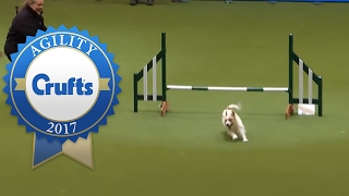 Hilarious Jack Russell Goes Crazy with Excitement at Crufts 2017 [upl. by Torto]