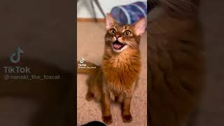 cats of tiktok [upl. by Winson852]