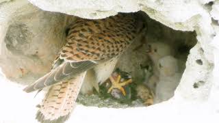 Falcon kills a bird and feeds its chicks in the nestFalco tinnunculusCommon Kestrel feeding chicks [upl. by Arrek]