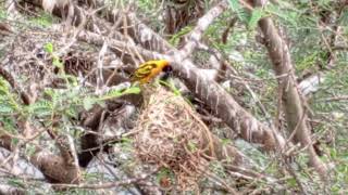 Weaver birds building nests [upl. by Viguerie]