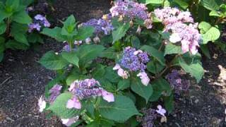 Hydrangea Twist amp Shout AvonTrial GardenMP4 [upl. by Ardnasella]