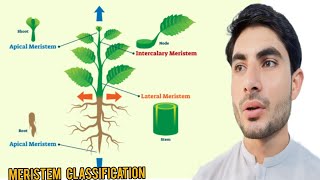 classification of meristems based on position in Urduhindi by abdur Rahman official [upl. by Uolyram520]