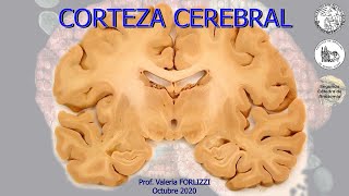 N7  Corteza cerebral  Anatomía 2  FMed UBA [upl. by Alejoa]