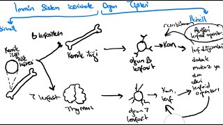 İMMÜNOLOJİ DERS 2 İMMÜN ORGANLAR dalak thymus lenf dügümlerimukoza [upl. by Moclam]