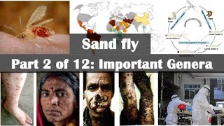 Key genera of Sand flies and their global distribution [upl. by Larcher]