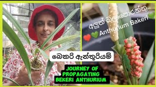 බෙකරි ඇන්තූරියම් හඳුනා ගනිමු Journey of propagating Anthurium Bekeri 🌿anthurium plantsflowers [upl. by Canice593]